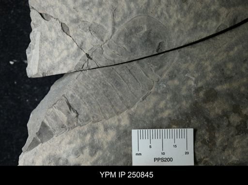 undet. Eurypterida