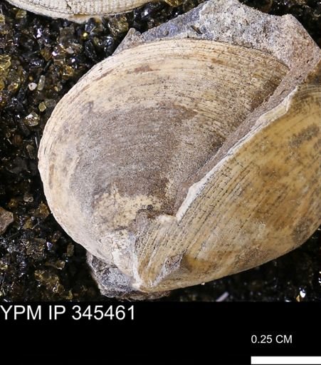 Limopsis striatopunctatus