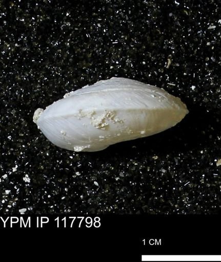 Poecilozonites bermudensis sieglindae