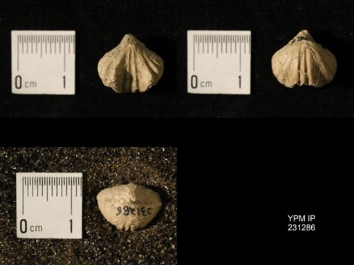 Wellerella osagensis