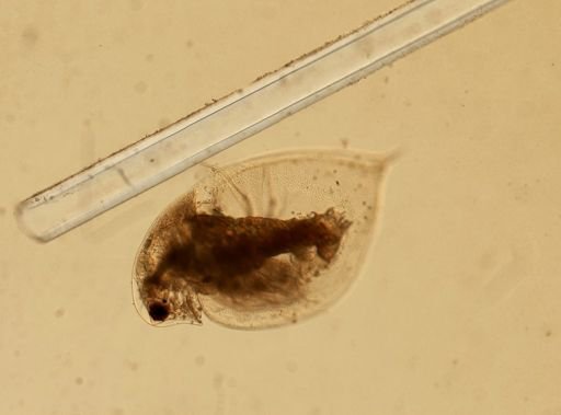Daphnia pulex