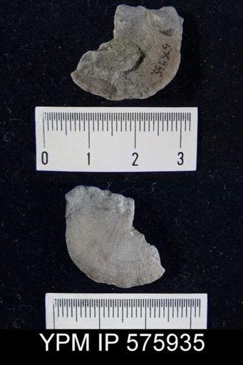 Strophomena planumbona