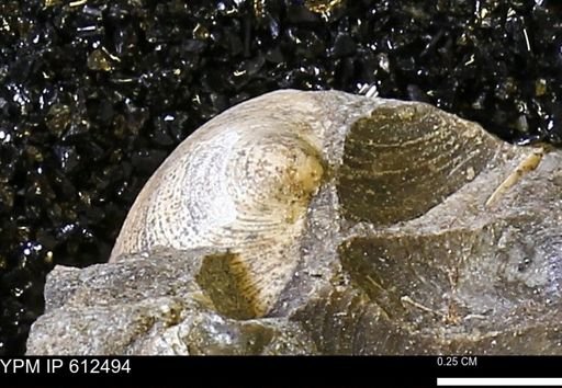 Limopsis striatopunctatus