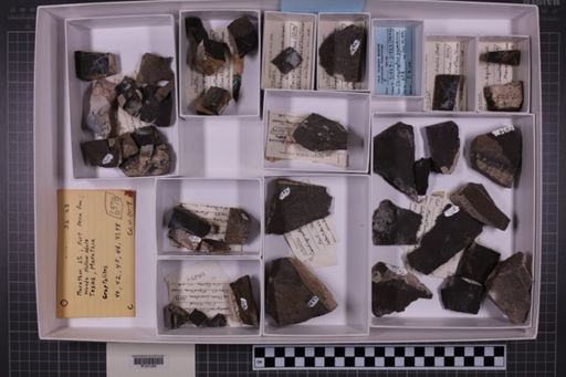 mixed taxa, stratigraphic collection