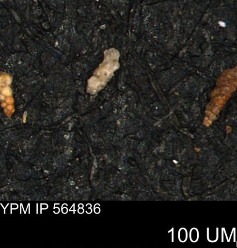 Verneuilinoides kansasensis