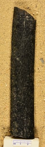 Lepidodendron sp.