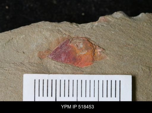 Chelicerata