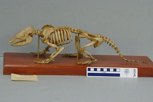 Euphractus sexcinctus