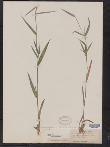Panicum lanuginosum