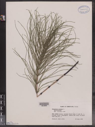 Equisetum arvense