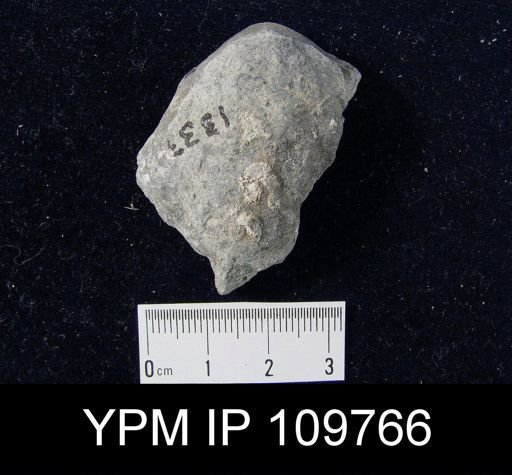 Pentamerus oblongus