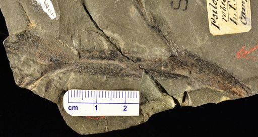 Psilophyton robustus