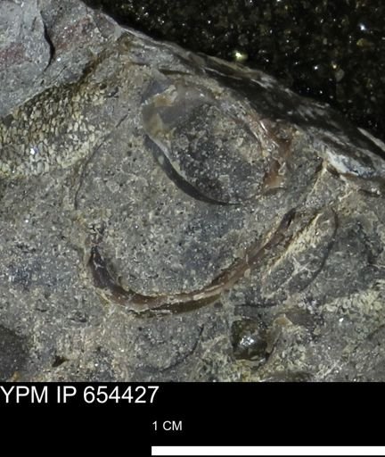 Mollusca