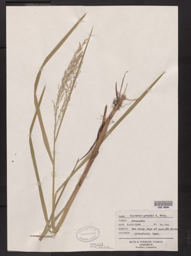 Glyceria grandis