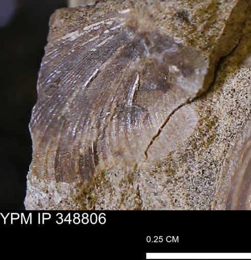 undet. Bivalvia