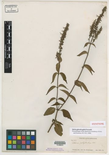 Salvia ghiesbreghtii