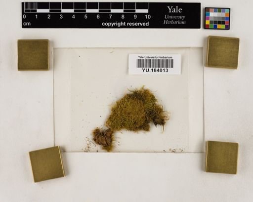 Plantae