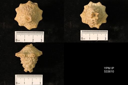 Teleiocrinus