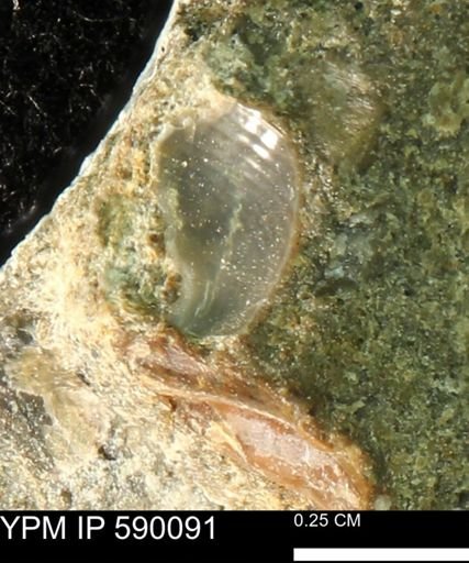 Oxytoma (Hypoxytoma) nebrascana