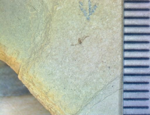 undet. Hexapoda