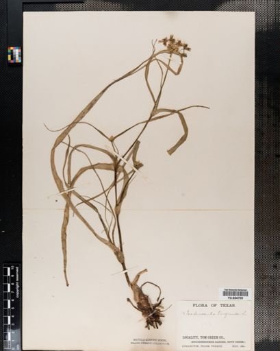 Tradescantia virginiana