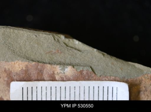 Marrellomorpha
