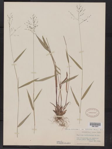 Panicum dichotomum