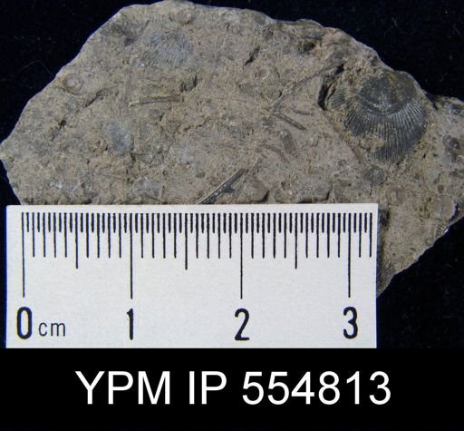 Rhipidomella uberis