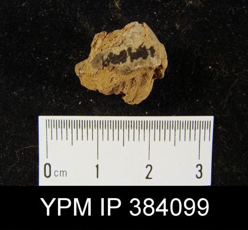 Meristella lentiformis