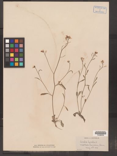 Arabis lyrata