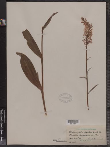 Blephariglottis psycodes