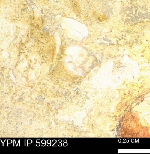 undet. Bryozoa