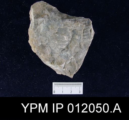 Lyttonia nobilis americanus