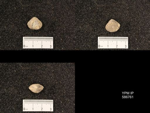 Rhynchotrema capax