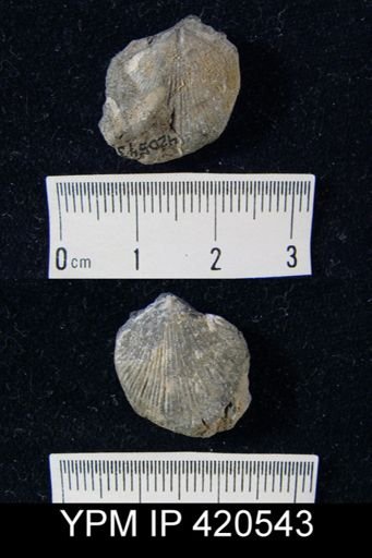 Atryparia?