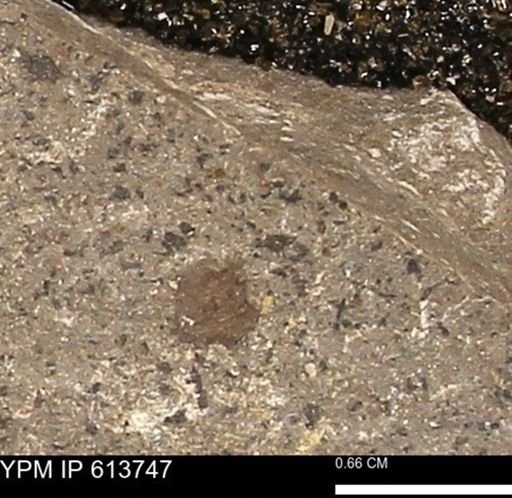Scaphites sp.
