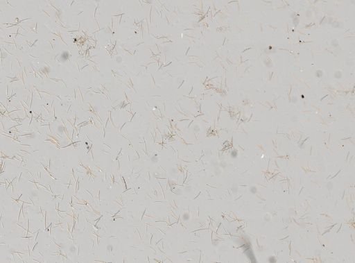 Haliclona sp.
