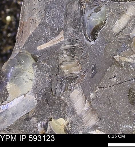 Inoceramus cuneatus