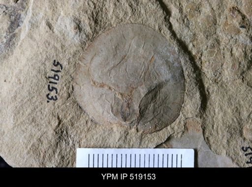 Microschedia sp.