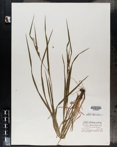 Carex hitchcockiana