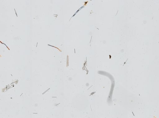 Ircinia sp.
