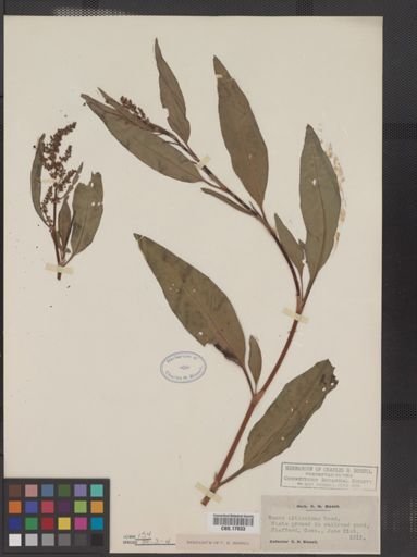 Rumex altissimus