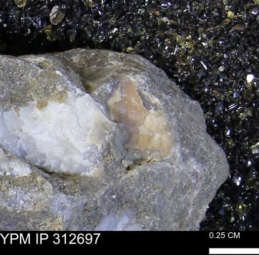 Phelopteria linguaeformis