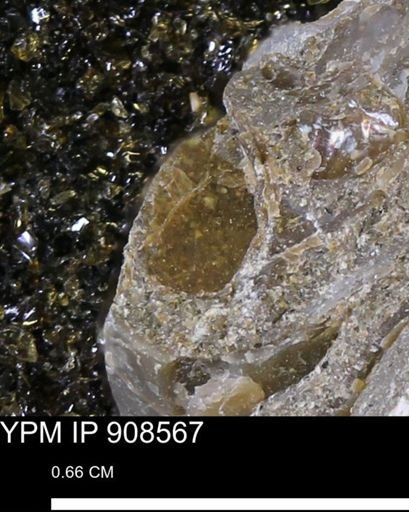Scaphitidae