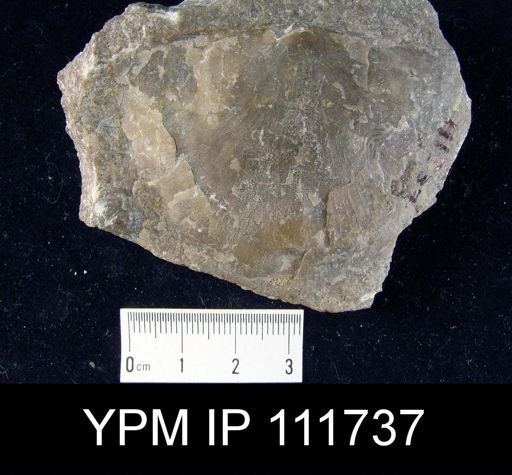 Brachyprion anticostiense