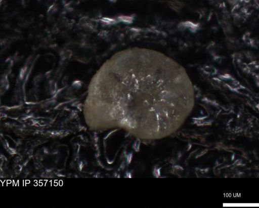 undet. Foraminiferida