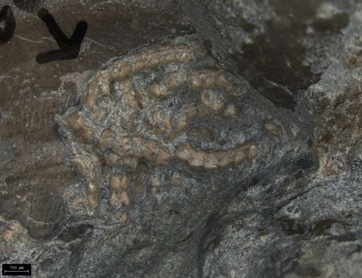 Aplocoma damesii