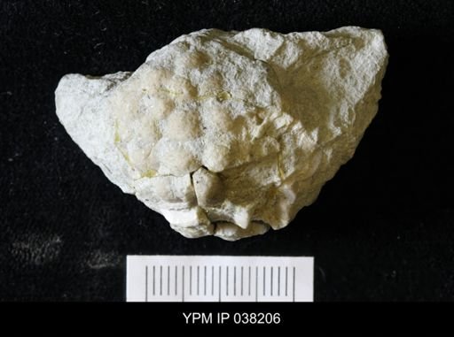 Holocystites
