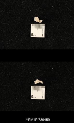 undet. Bryozoa