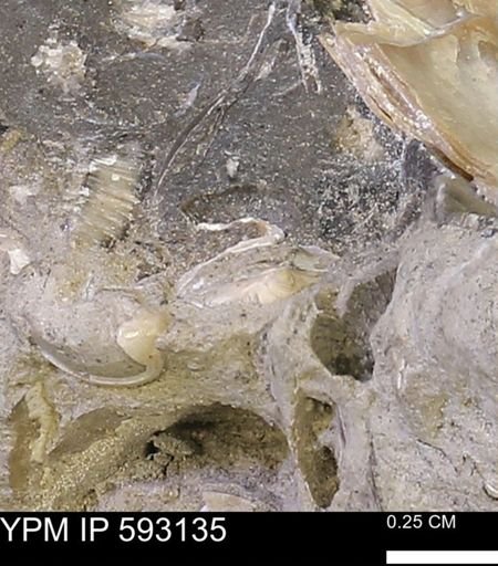 undet. Bivalvia